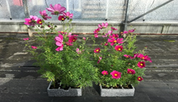 New plant growth regulators for use on pot- and pack-grown bedding plants